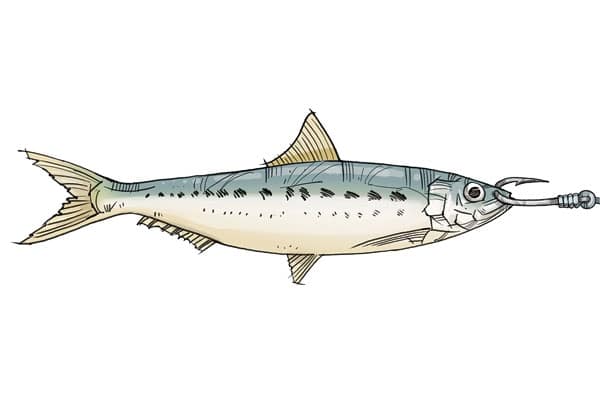 How to Hook a Sardine