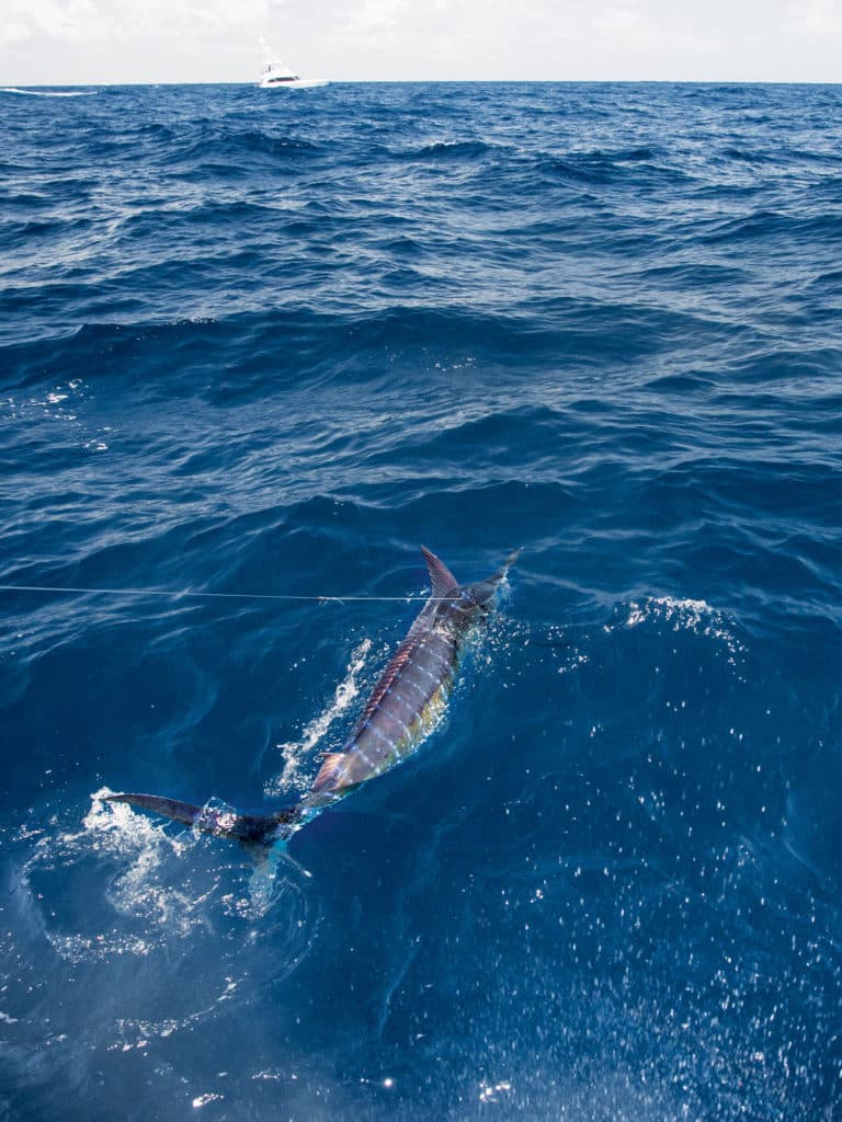 Marlin fishing in the Dominican Republic