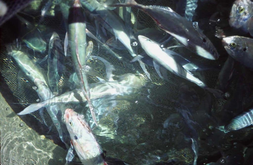 How to Catch Live Bait