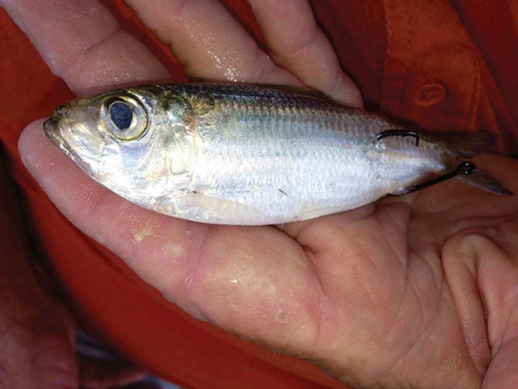live bait hooking