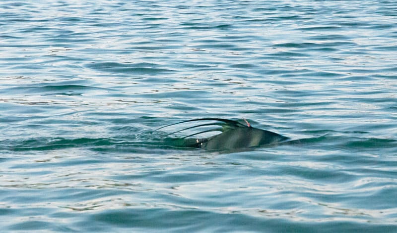 baja-bounty-roosterfish.jpg