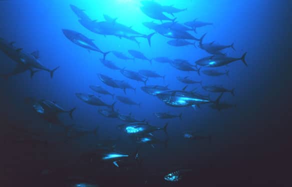 radioactive tuna