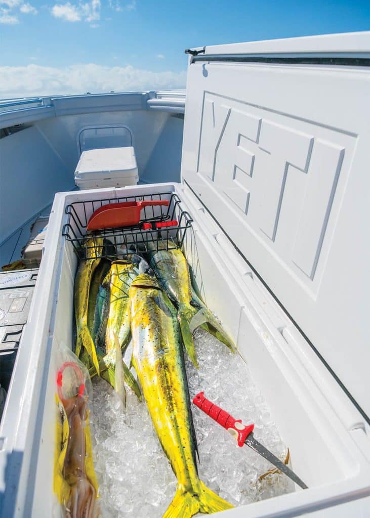 Dolphins in the cooler