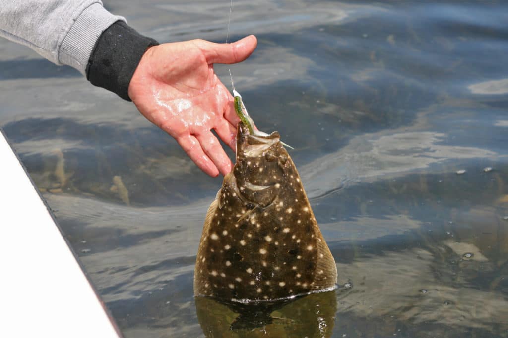 A flounder caught on an artificial lure.
