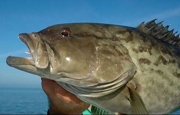 Gag grouper