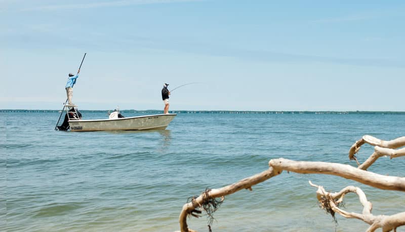hamptons-striper_opener.jpg