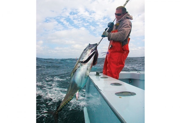 gaffing a fish