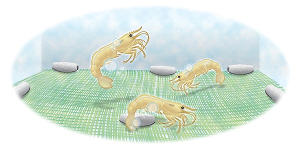 Shrimp Saver