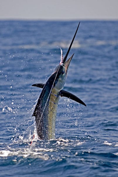 mark-hatter-sailfish-guatemala-08.jpg