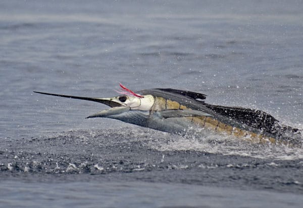 mark-hatter-sailfish-guatemala-22.jpg