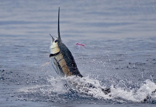 mark-hatter-sailfish-guatemala-23.jpg