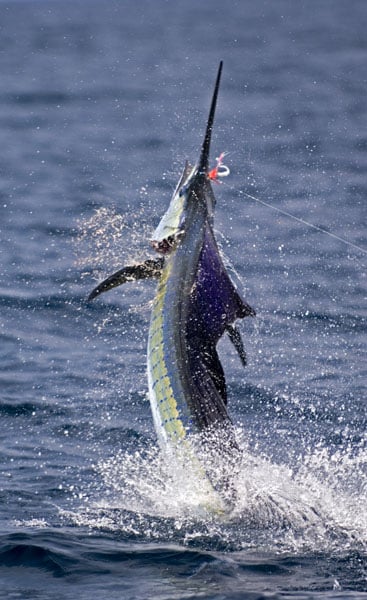 mark-hatter-sailfish-guatemala-45.jpg