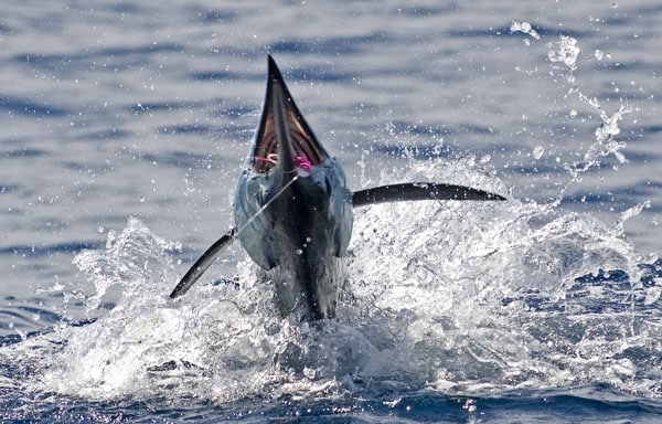 mark-hatter-sailfish-guatemala-57.jpg