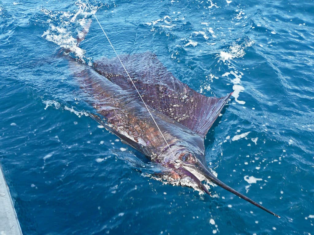 Great Pacific sailfish action put Costa Rica's fishing on the map.