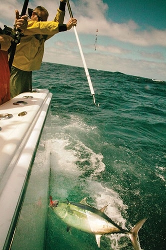 gaffing a fish