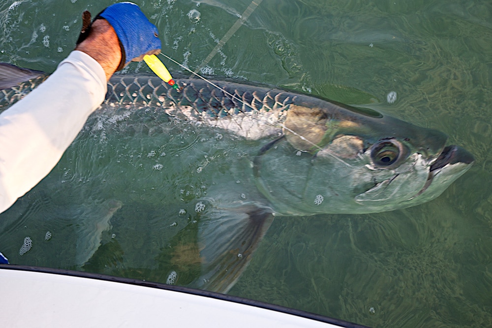 pat-ford-200-pound-tarpon-06.jpg