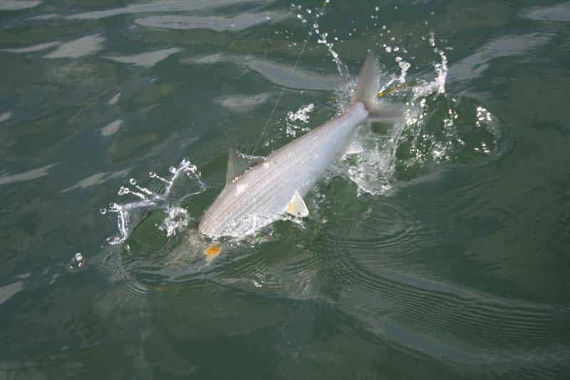 san-diego-bonefish-09.jpg