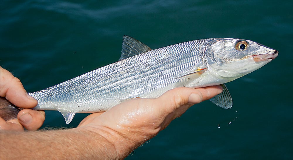 San Diego bonefish