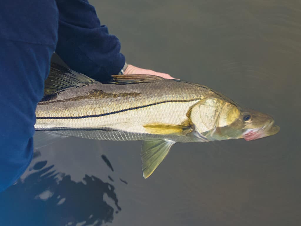 When targeting linesiders, focus on boat docks and rocky flats with deep swashes or nearby channels that the fish are able to drop into during low tides while waiting for rising water to return to their usual hangouts.