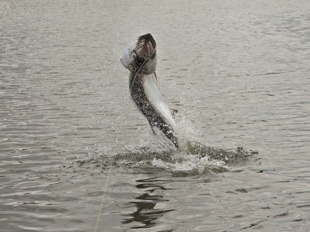 A tarpon hooked on the line leaps from the water.