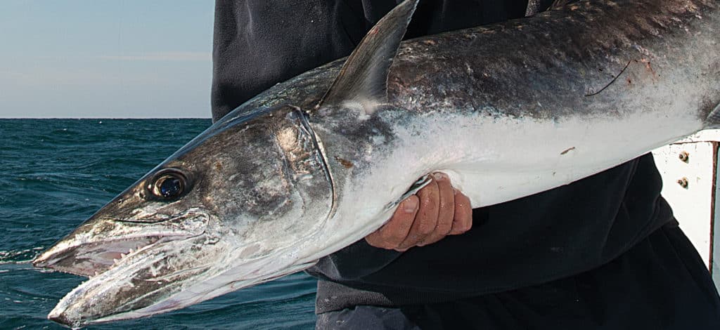 kingfish