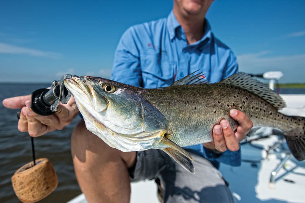 speckled trout in Louisiana