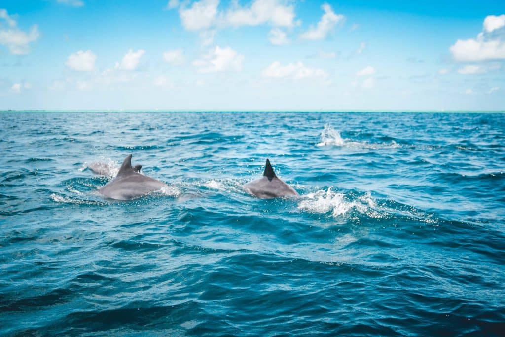 Dolphins out swimming