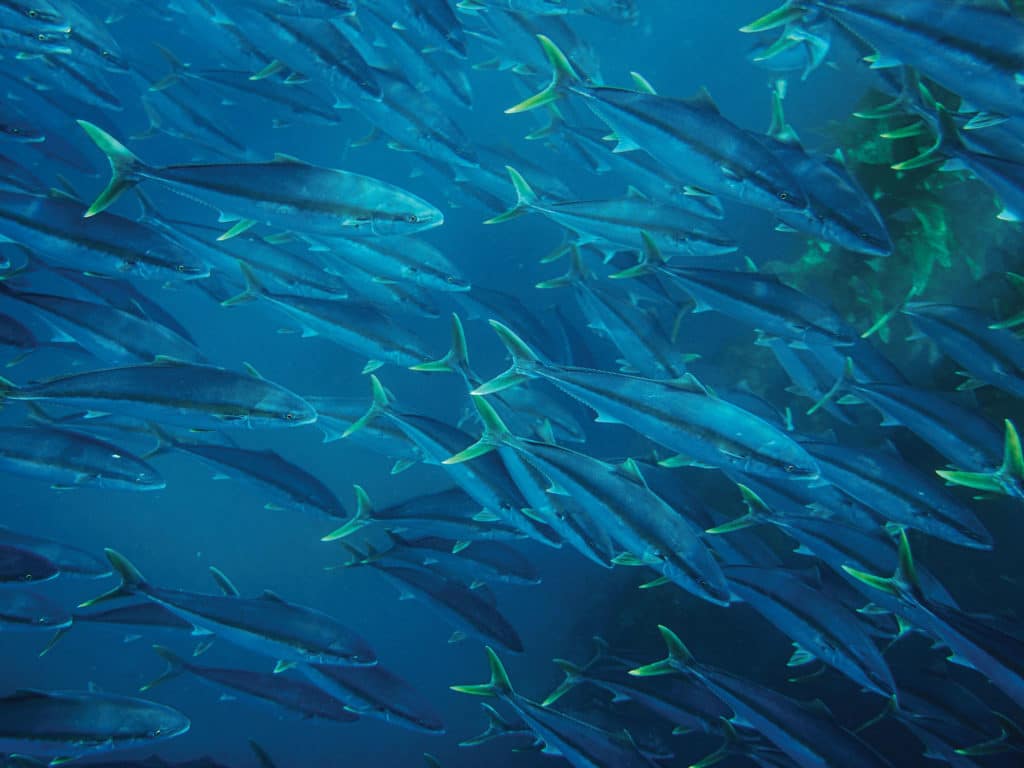 Large school of yellowtail swimming