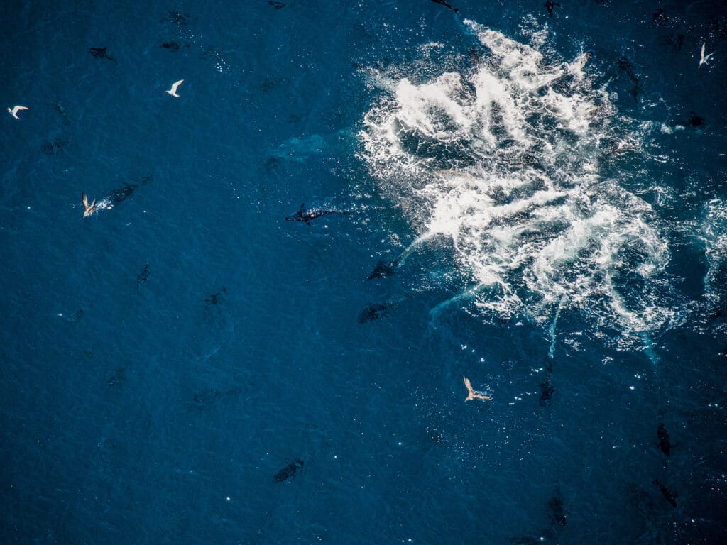 Pacific bluefin devour a tuna baitball
