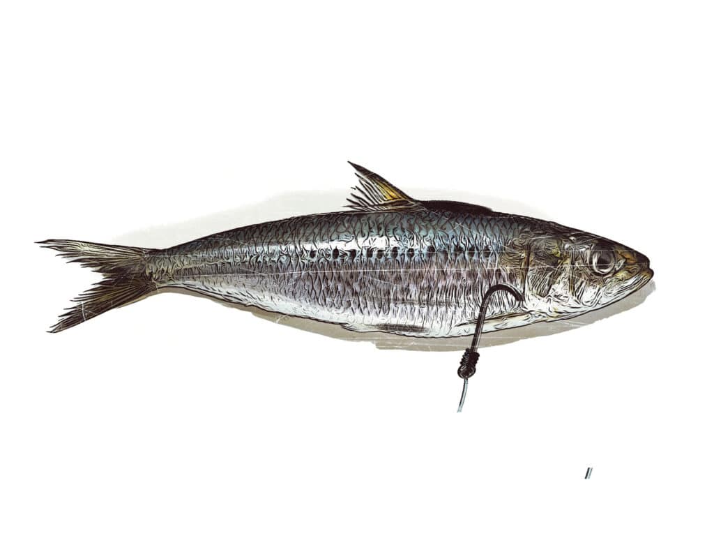 Baitfish hooked through the throat