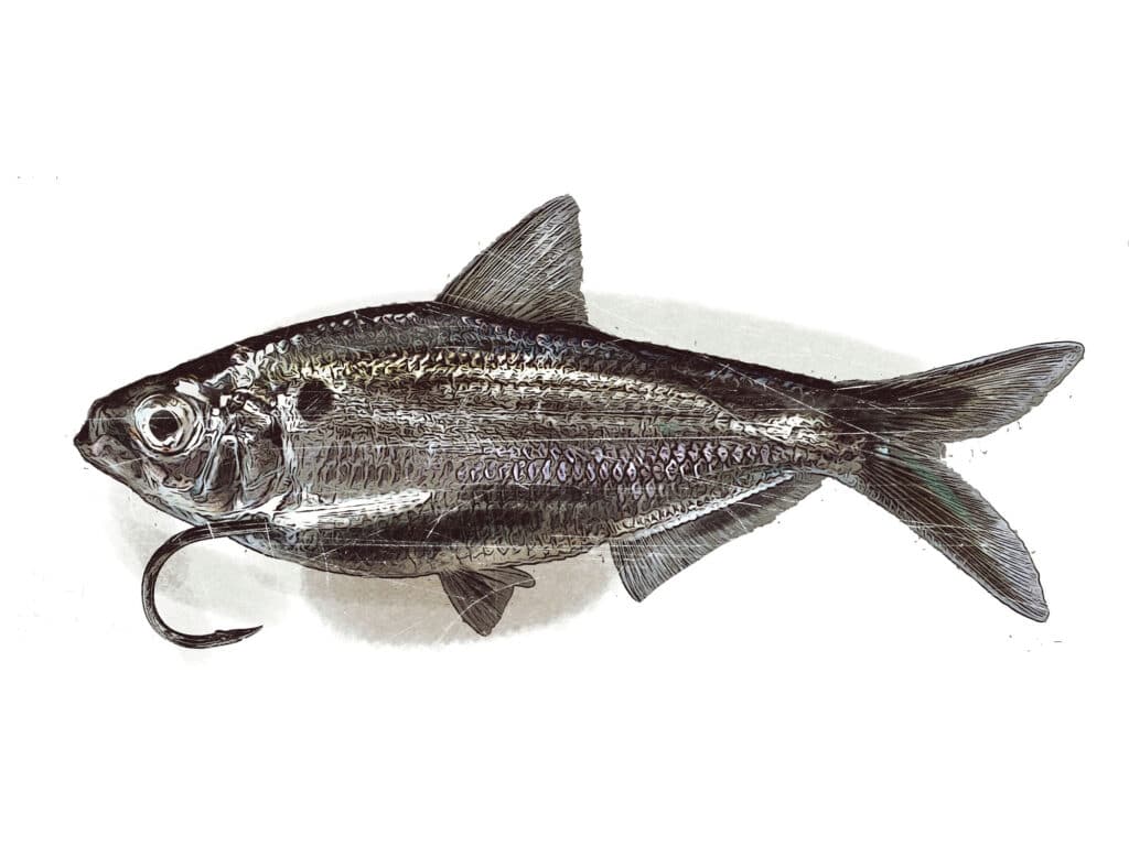Anal Vent rigging of a live bait.
