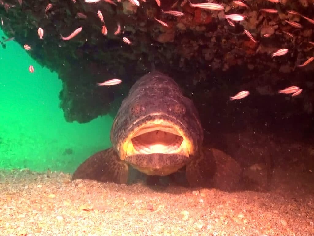 myfwc grouper