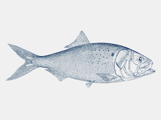 Atlantic menhaden, Brevoortia tyrannus, in side view