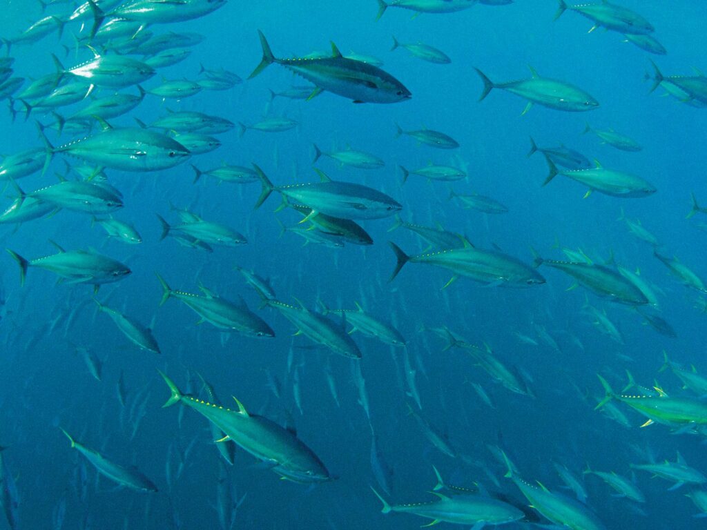 Tuna underwater at night