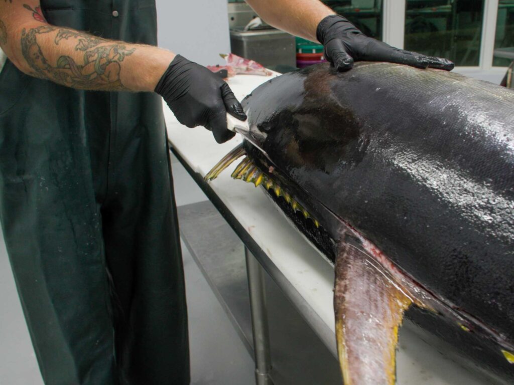 Starting to fillet tuna