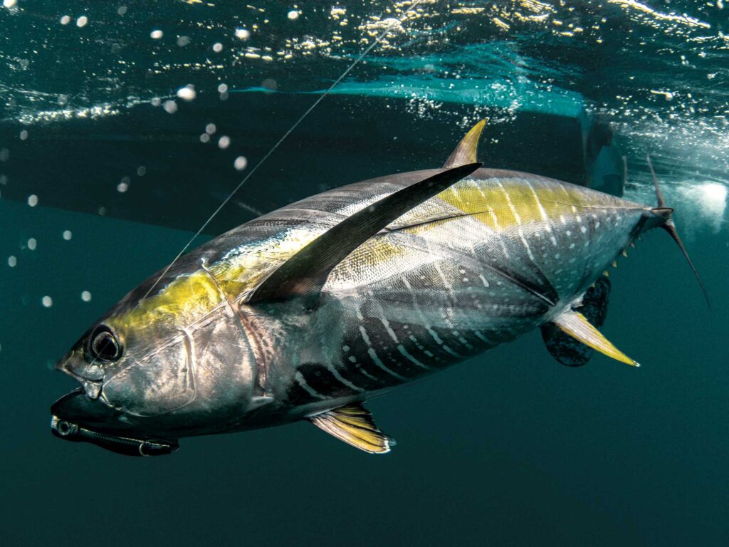 Yellowfin tuna on a popper