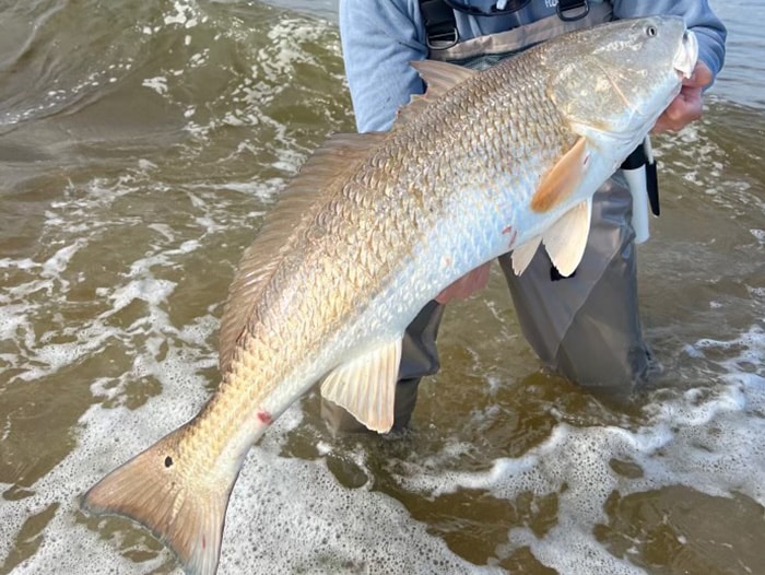 New jersey redfish
