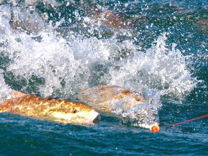 Red drum topwater bite