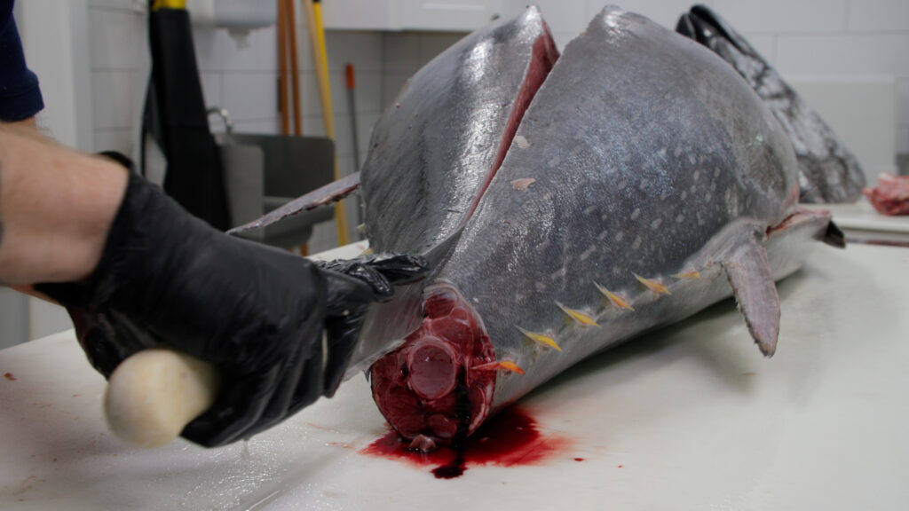 Remove a bluefin tuna high loin.