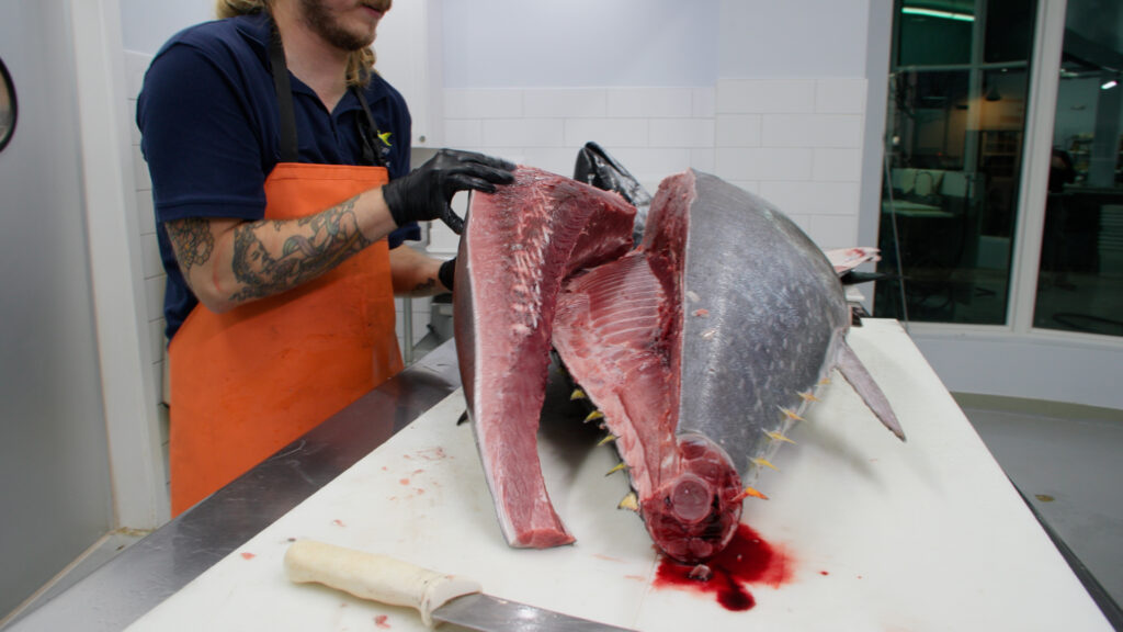 Fillet a bluefin tuna.