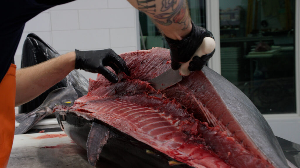 Removing bluefin tuna low loin.