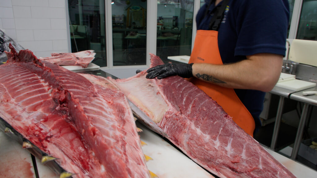 Fillet bluefin tuna low loin.