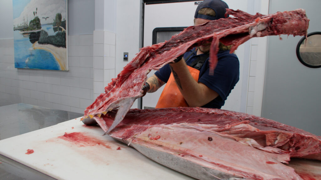 Fillet a bluefin tuna.
