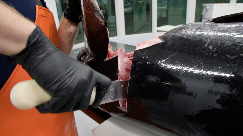 Removing the head of a bluefin tuna.