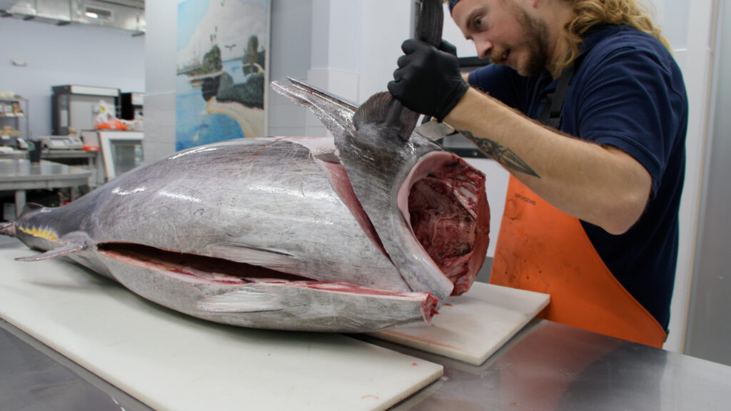 Removing bluefin tuna collar.