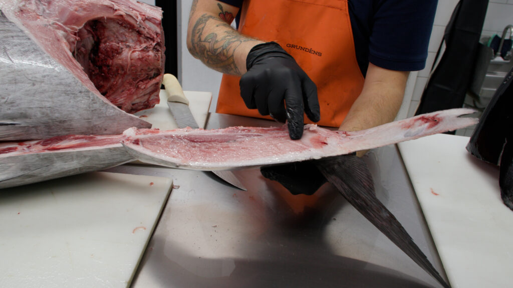 Bluefin tuna kama toro