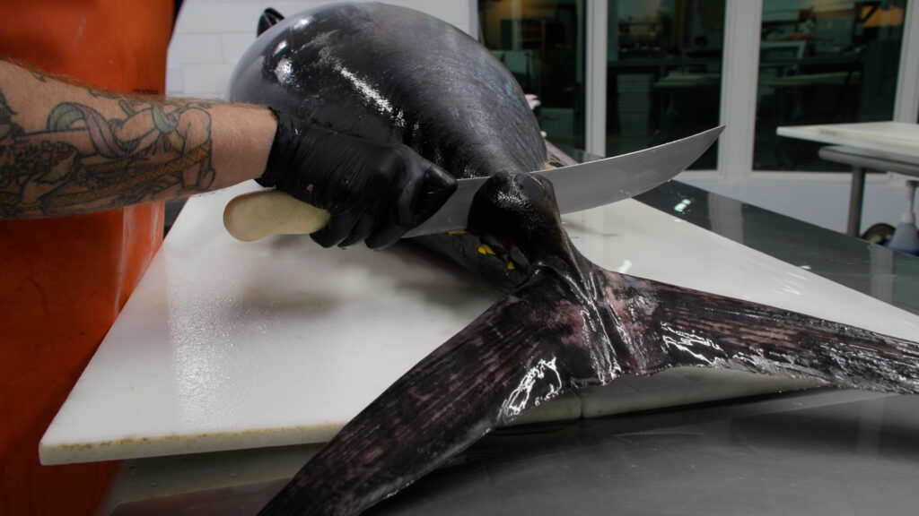 Removing a bluefin tuna's tail.