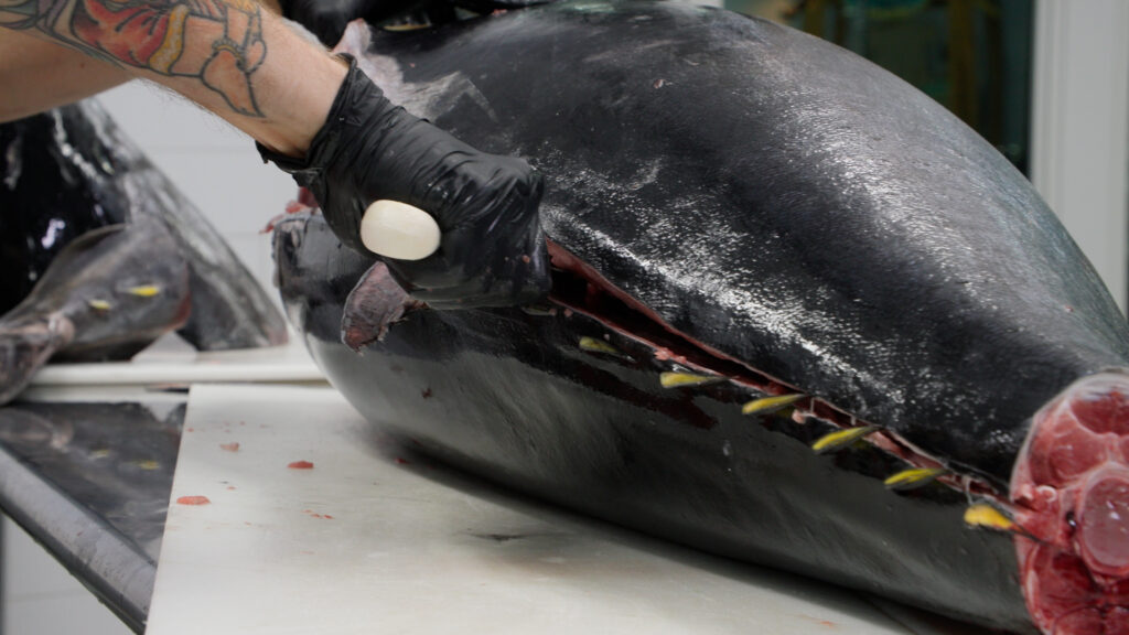 Filleting a bluefin tuna.