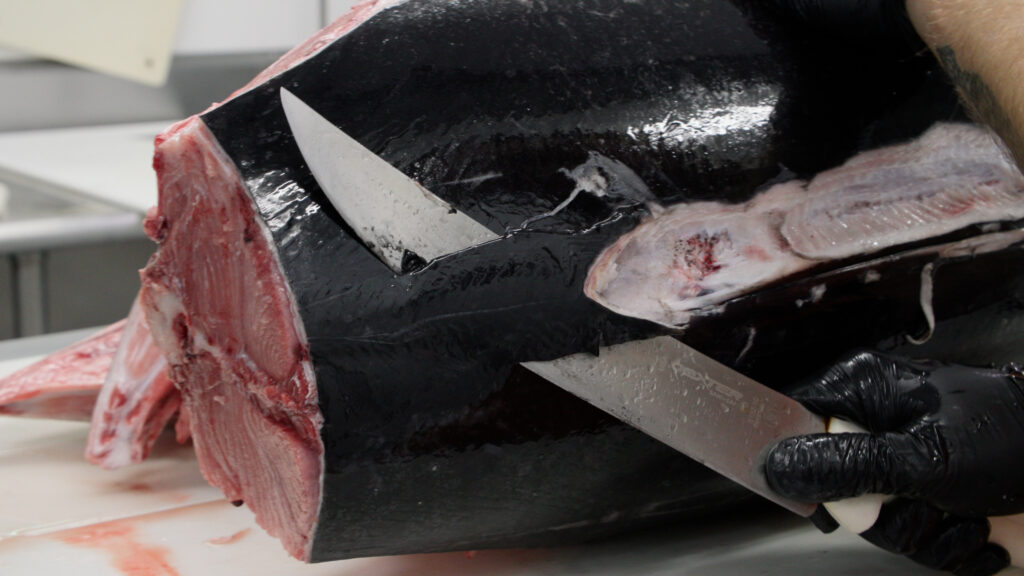 Shaving bluefin tuna skin.