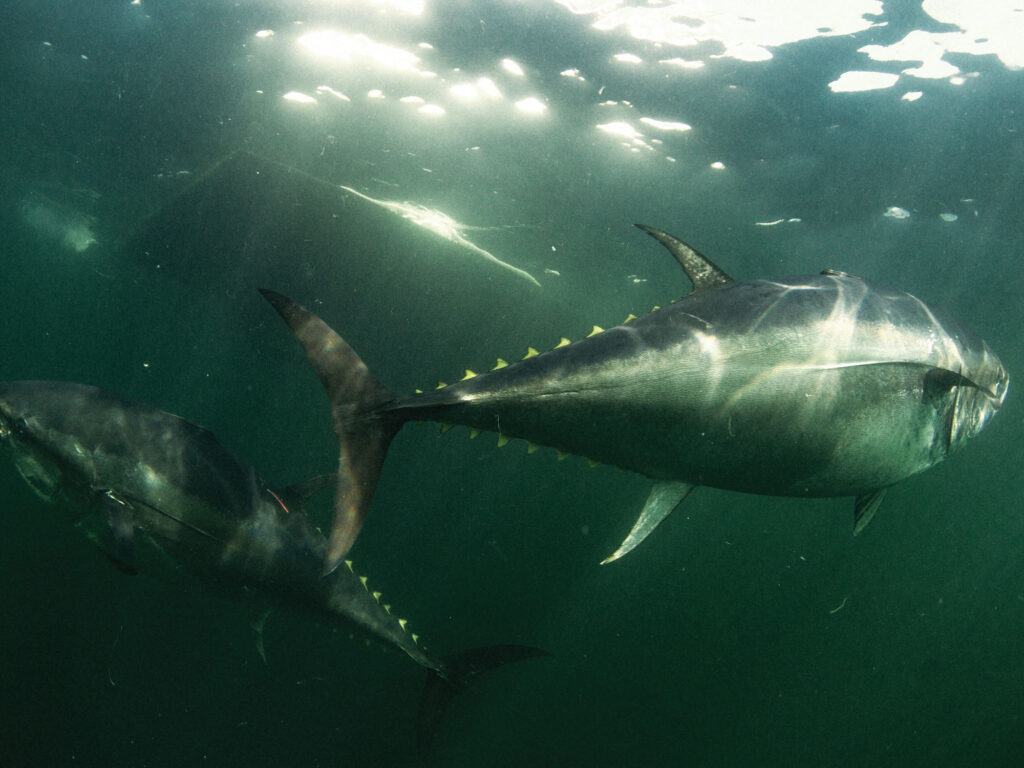 Bluefin tuna caught off the Northeast coast